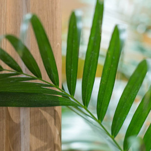 Plantes vertes dans nos résidences services Senior France Villa Médicis